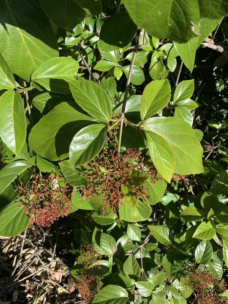 Viburnum japonicum photo 6