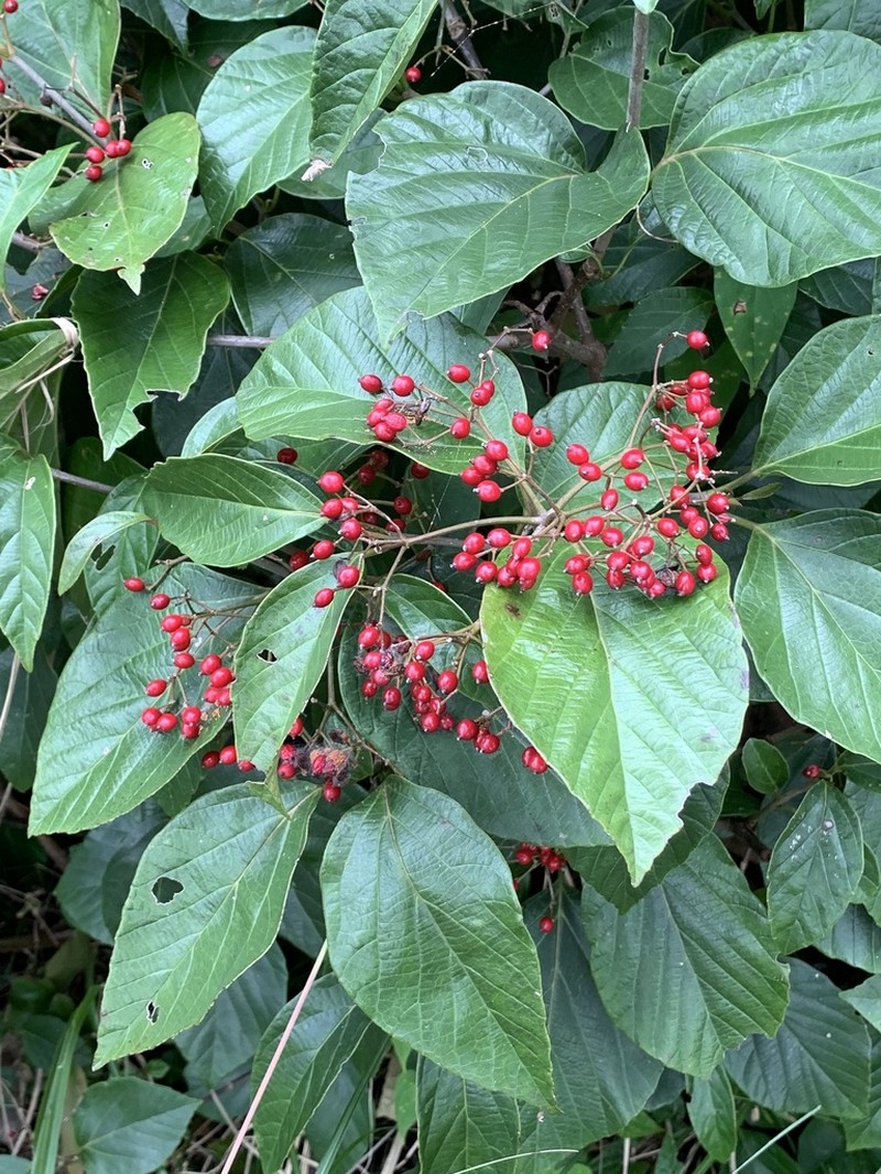 Viburnum japonicum photo 7