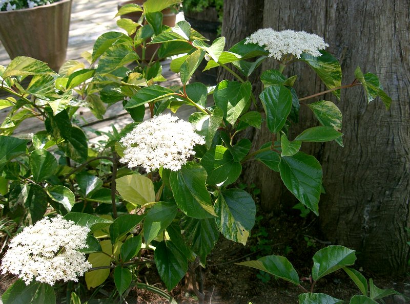 Viburnum japonicum