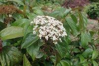Viburnum japonicum