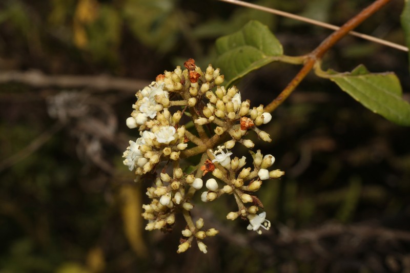 Viburnum jelskii