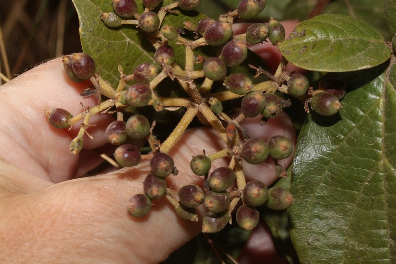 Viburnum jelskii photo 2