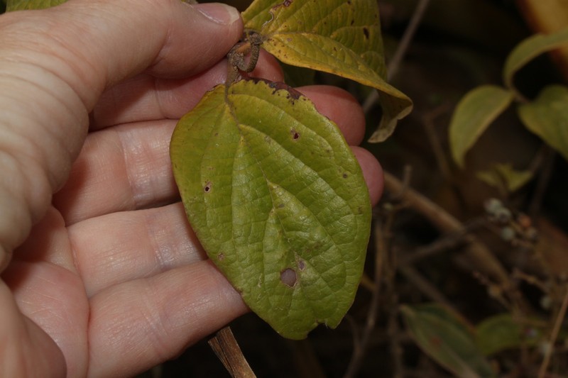 Viburnum jelskii photo 3
