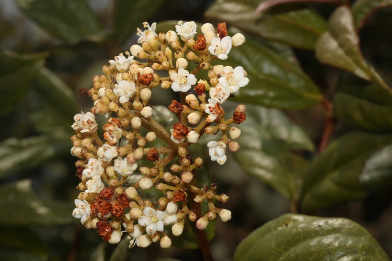 Viburnum jelskii photo 4