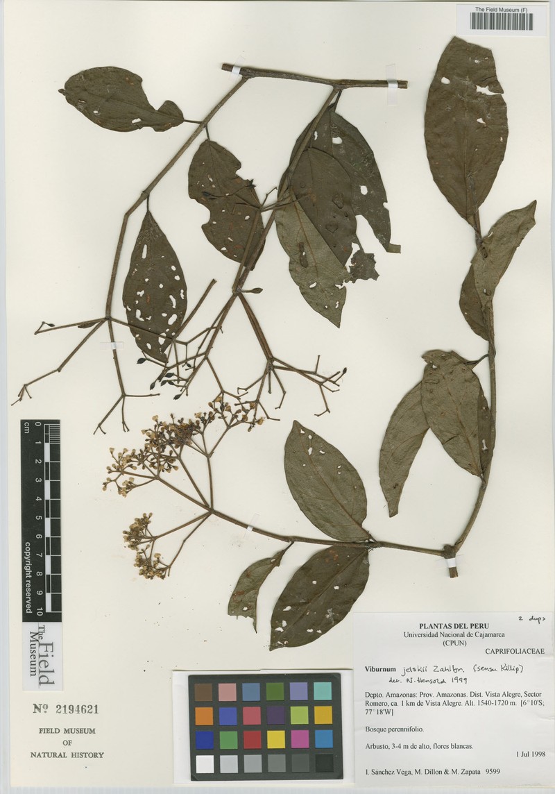 Viburnum jelskii photo 5