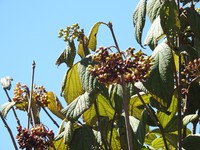 Viburnum jucundum