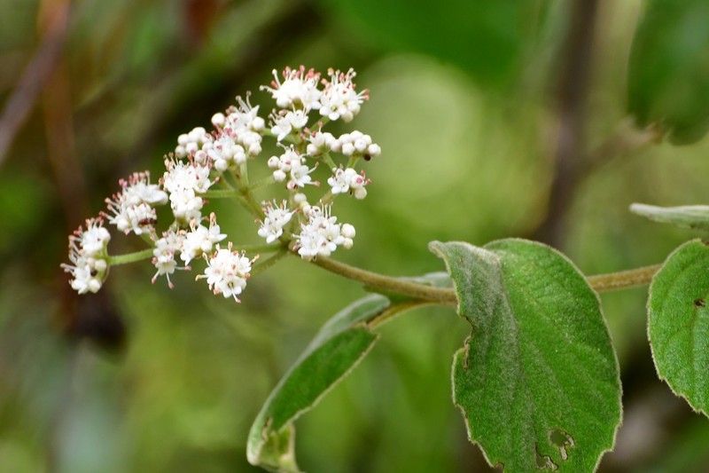 Viburnum jucundum photo 2