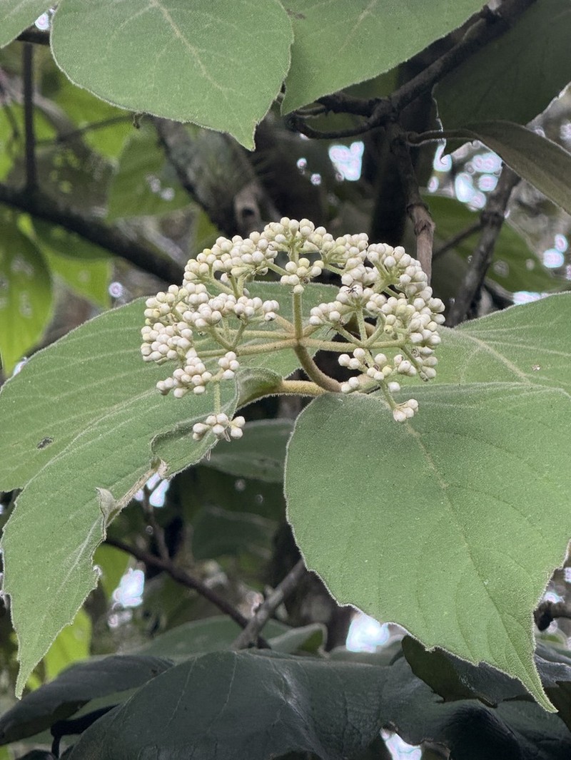 Viburnum jucundum photo 3