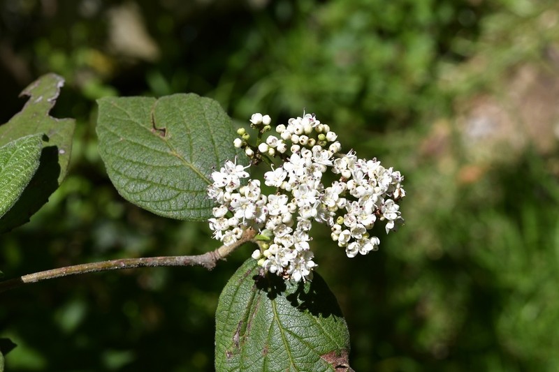 Viburnum jucundum photo 4