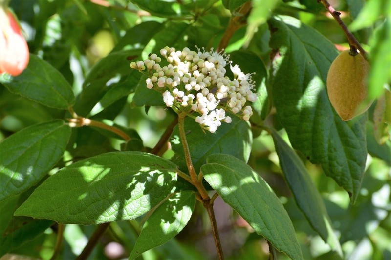 Viburnum jucundum photo 5