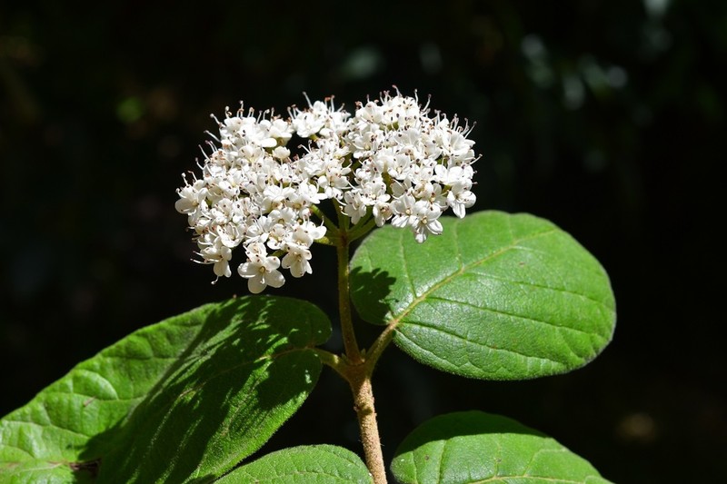 Viburnum jucundum photo 6