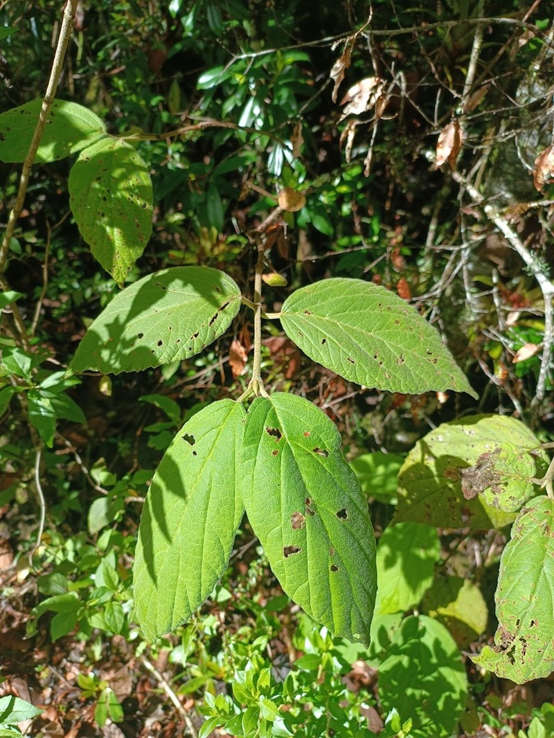 Viburnum jucundum photo 7