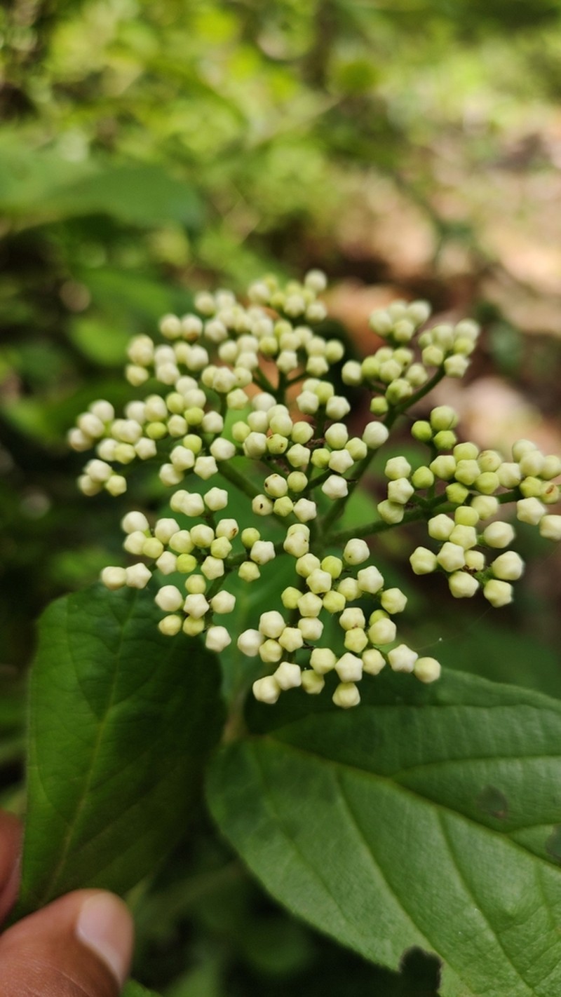 Viburnum jucundum photo 8
