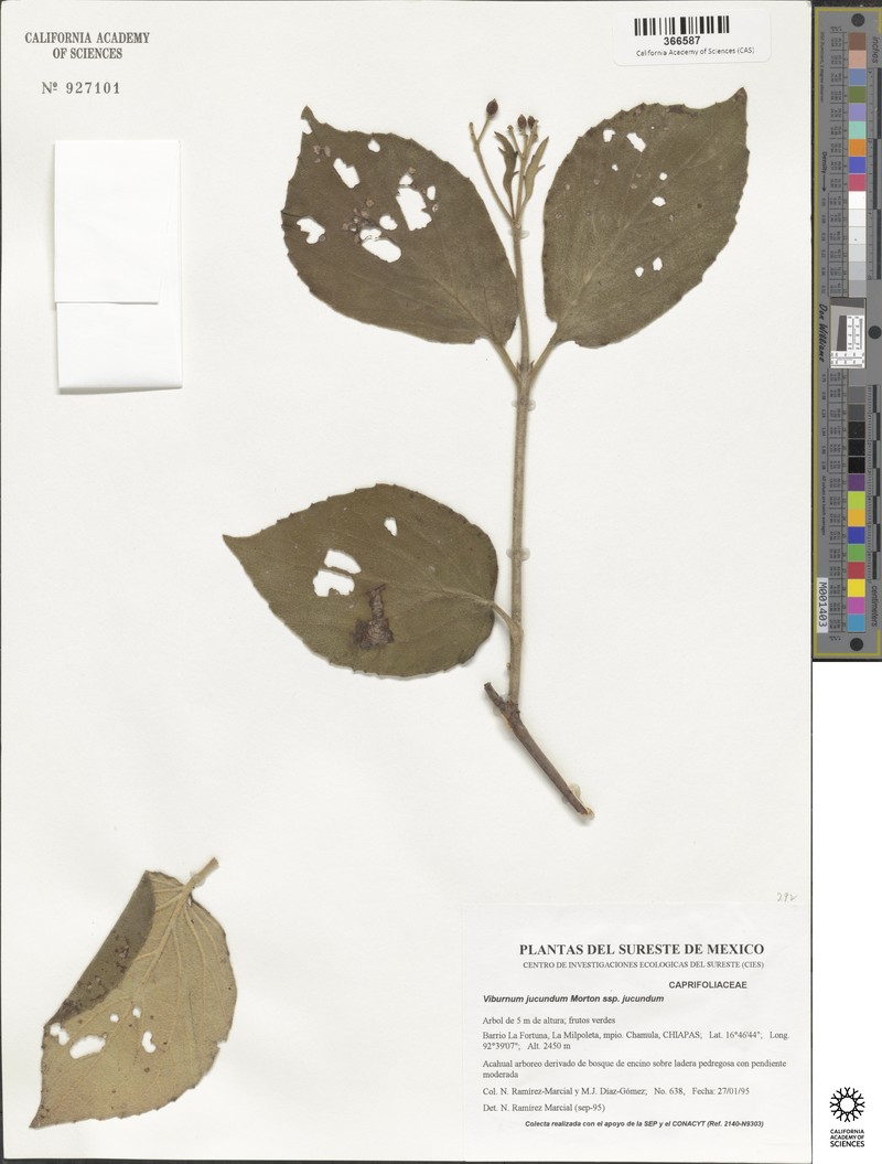 Viburnum jucundum var. jucundum