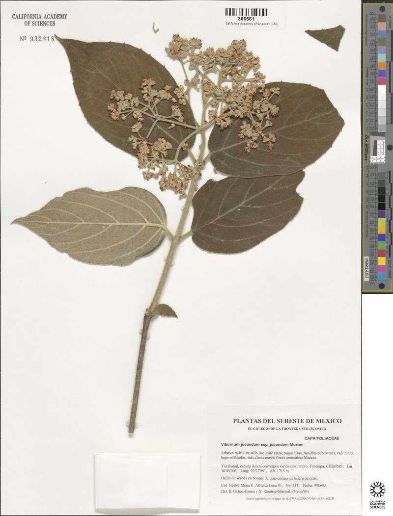 Viburnum jucundum var. jucundum photo 2