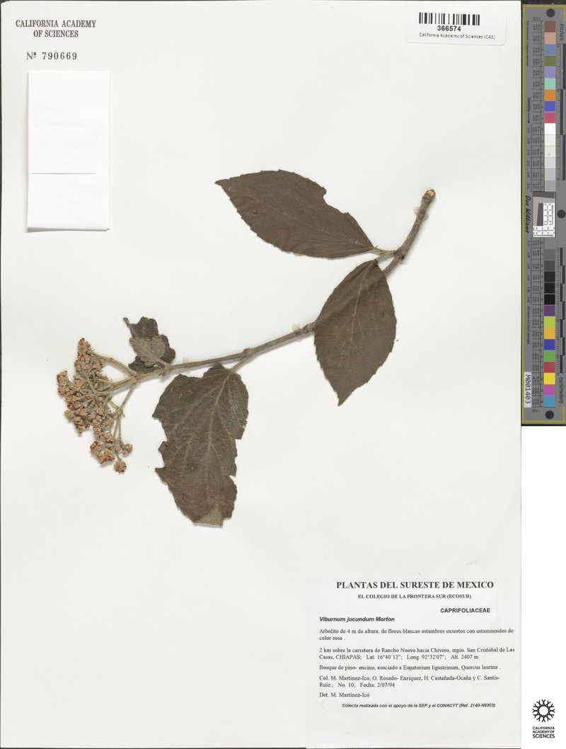Viburnum jucundum var. jucundum photo 3