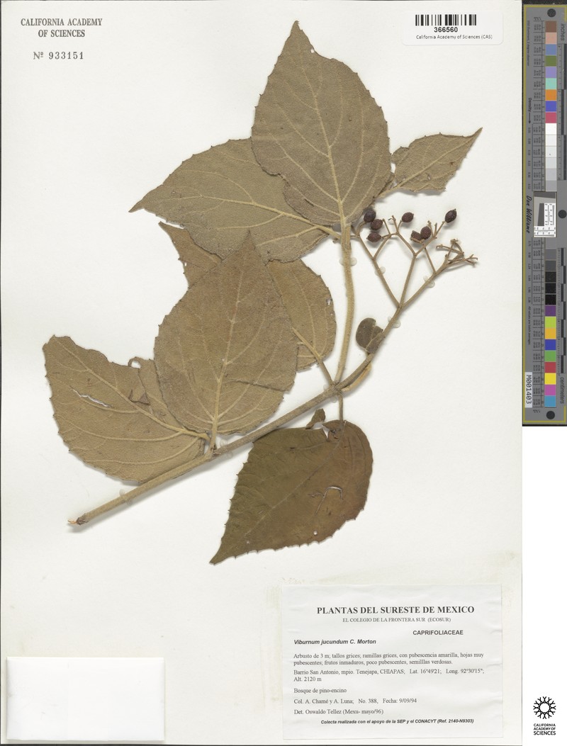 Viburnum jucundum var. jucundum photo 4