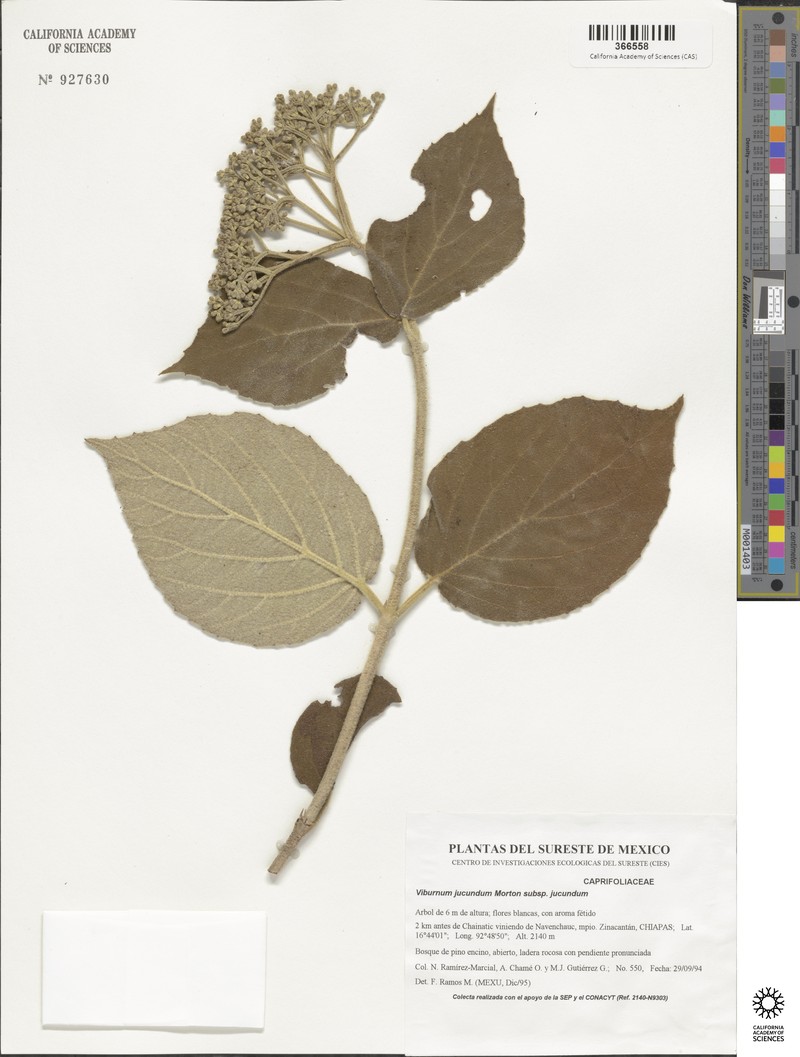 Viburnum jucundum var. jucundum photo 5