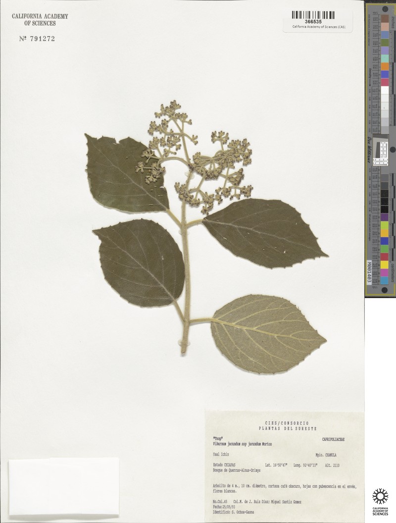 Viburnum jucundum var. jucundum photo 8