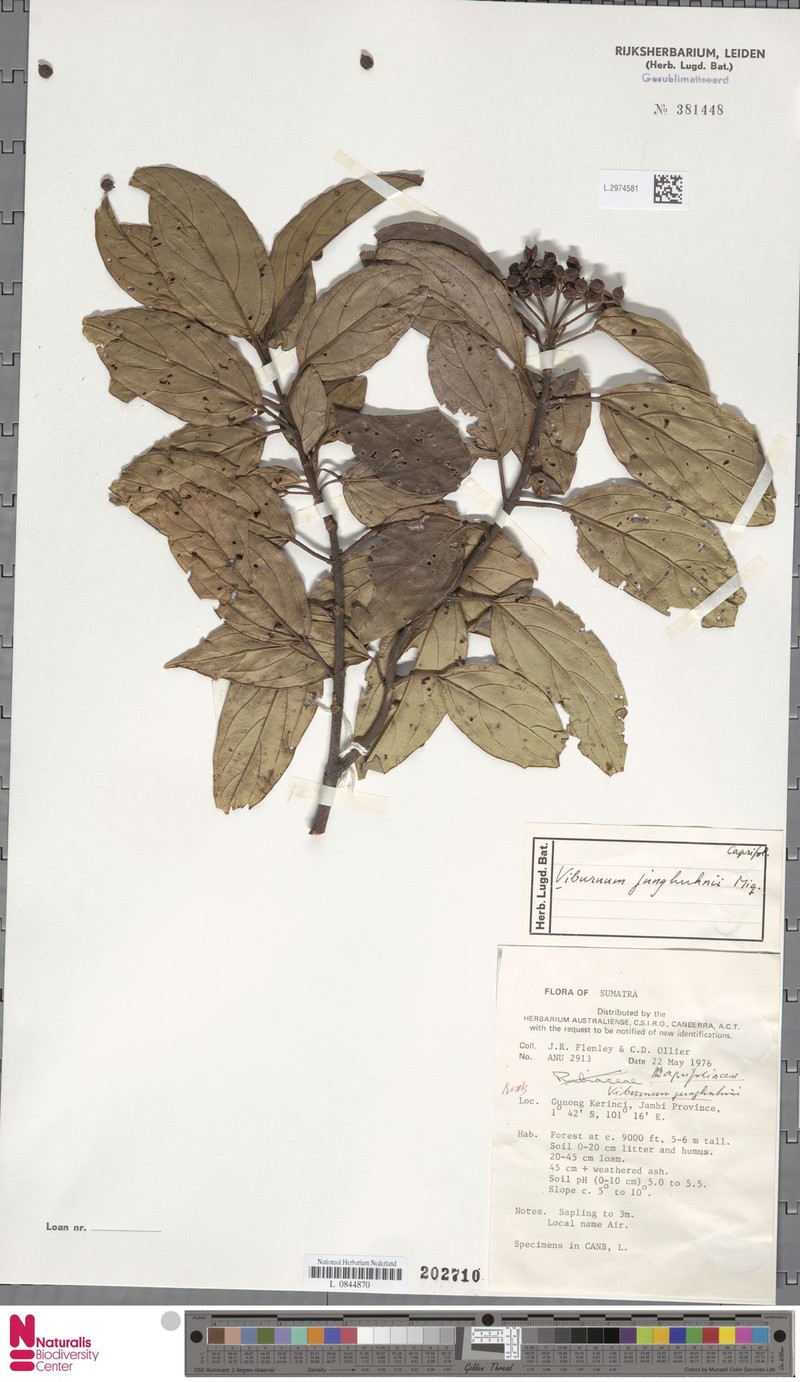 Viburnum junghuhnii