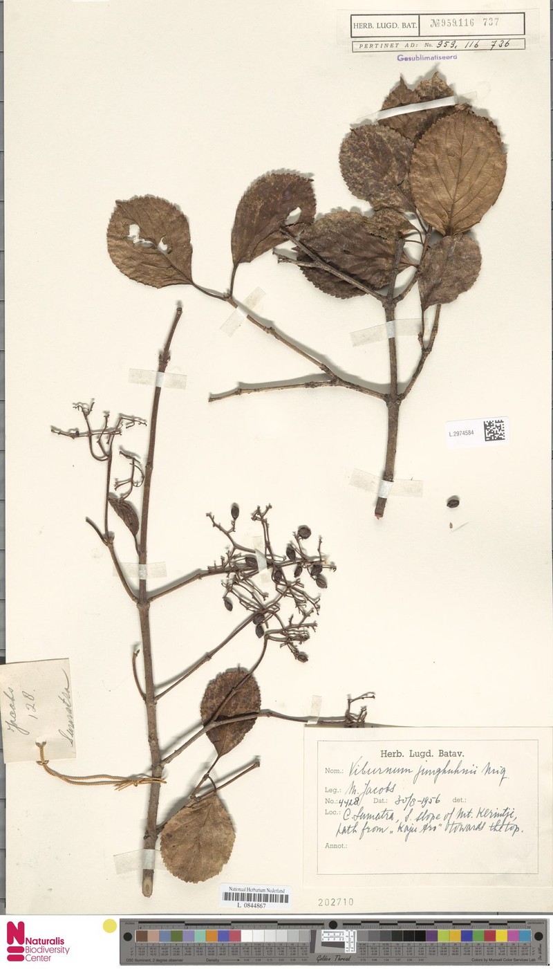 Viburnum junghuhnii photo 2