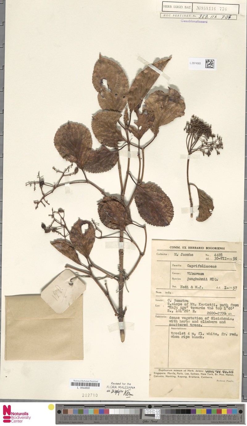 Viburnum junghuhnii photo 3
