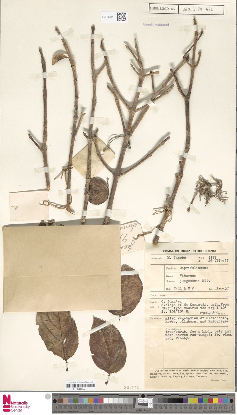 Viburnum junghuhnii photo 4
