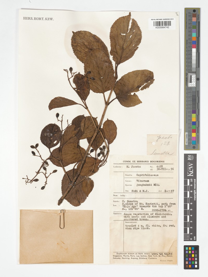 Viburnum junghuhnii photo 5
