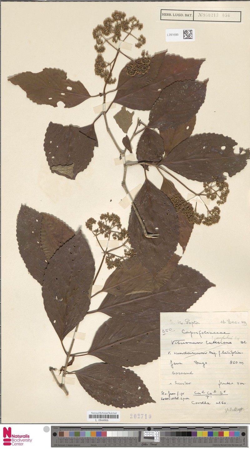 Viburnum junghuhnii photo 6