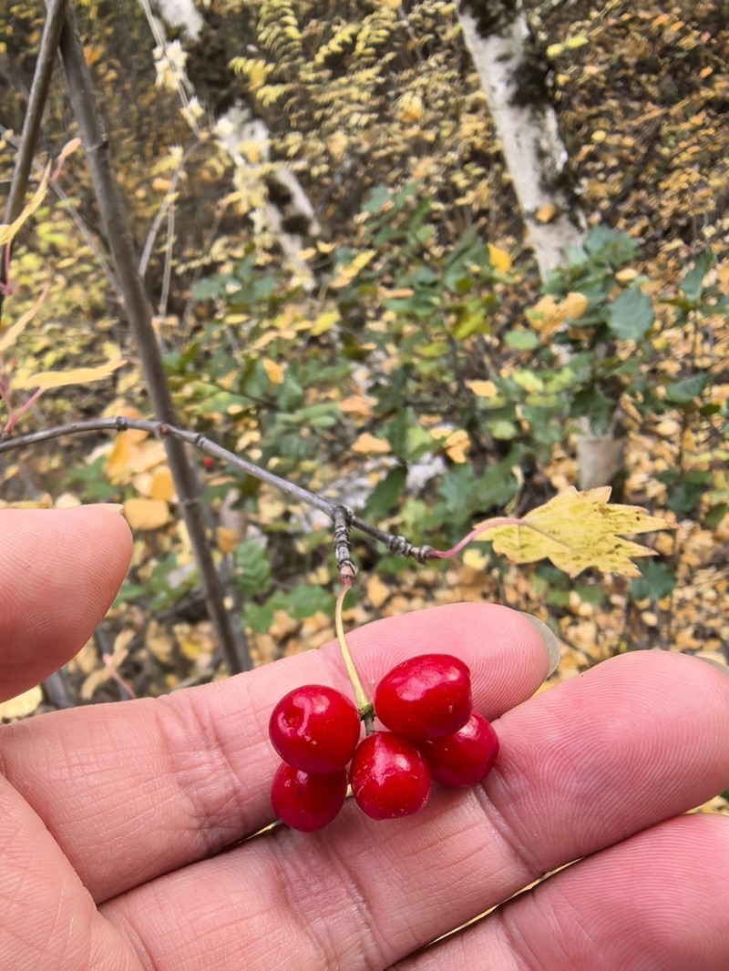 Viburnum kansuense