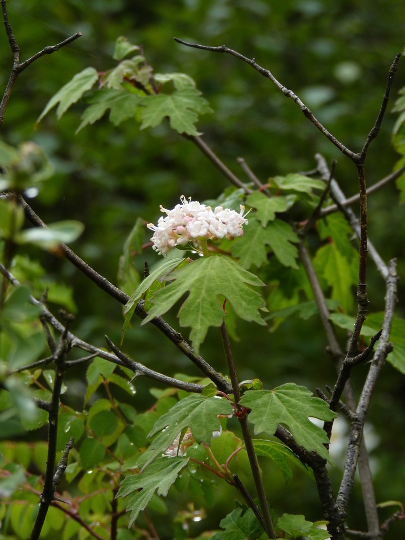 Viburnum kansuense photo 4