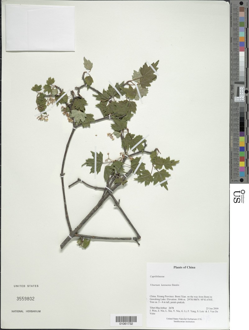 Viburnum kansuense photo 5