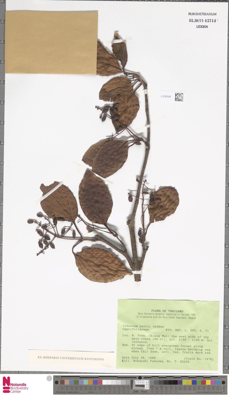 Viburnum kerrii photo 2