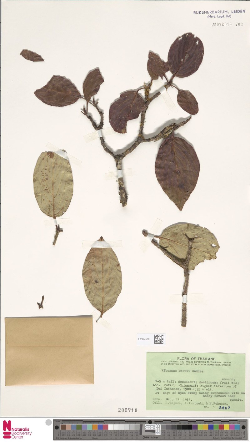 Viburnum kerrii photo 3