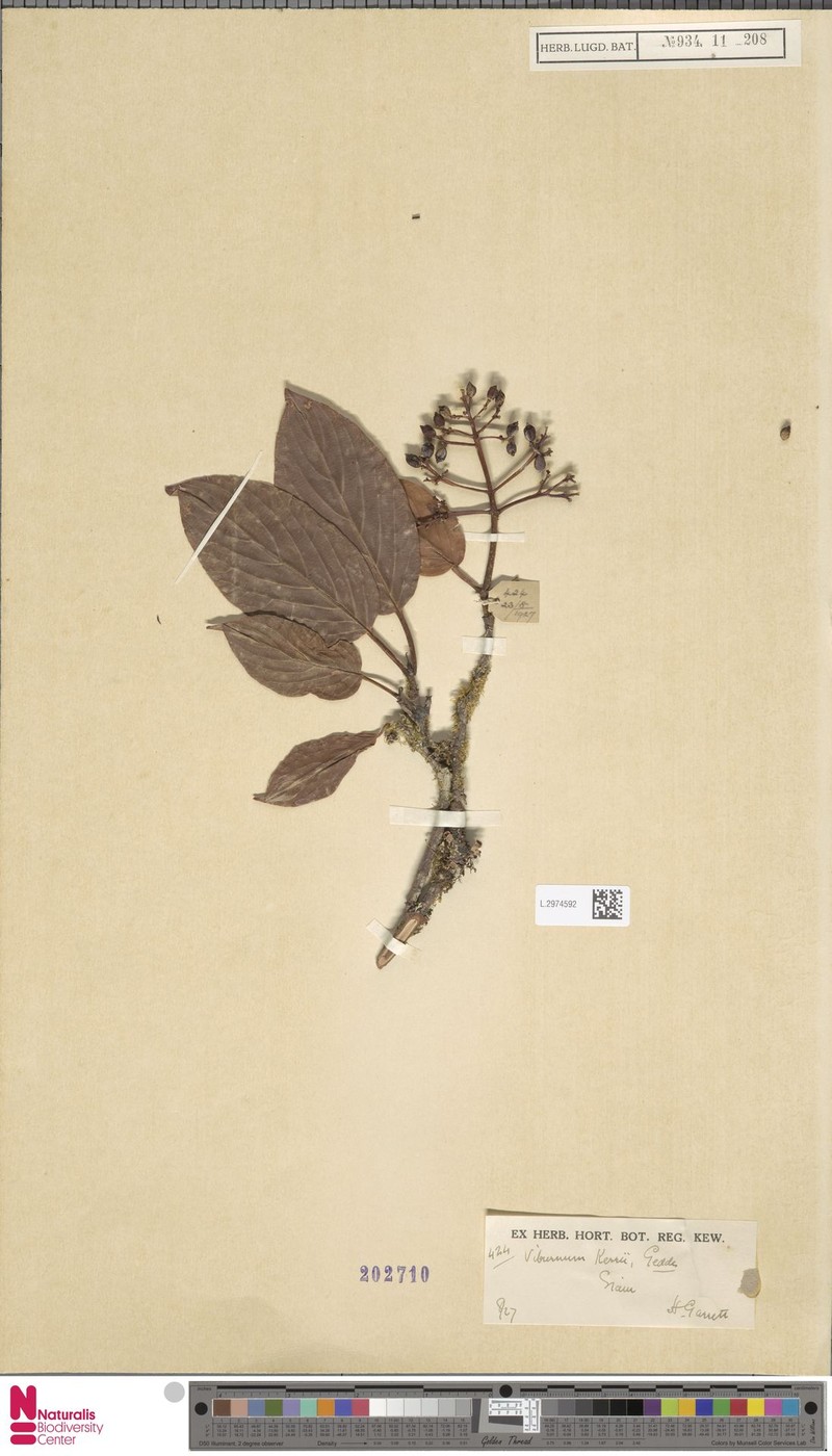 Viburnum kerrii photo 6