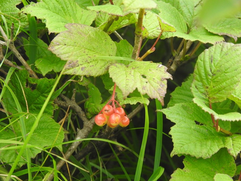 Viburnum koreanum