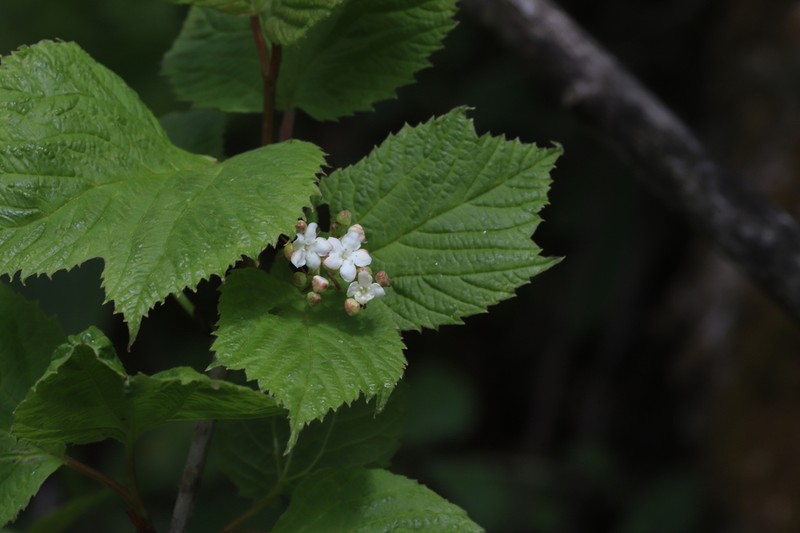 Viburnum koreanum photo 3