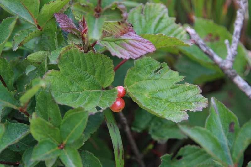 Viburnum koreanum photo 4