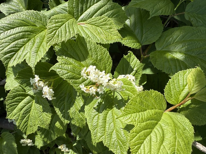 Viburnum koreanum photo 5