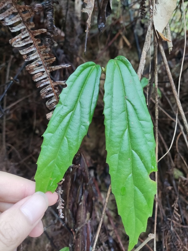 Viburnum lancifolium