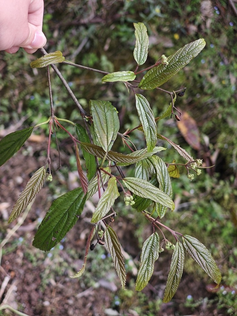 Viburnum lancifolium photo 2
