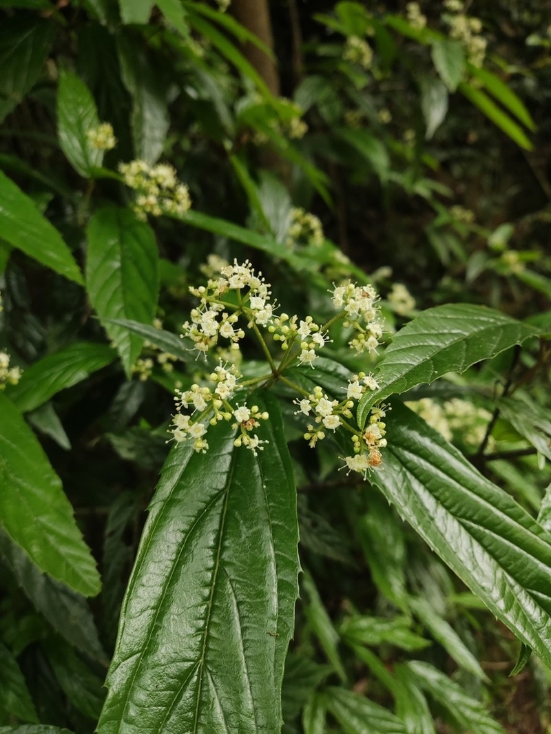 Viburnum lancifolium photo 3
