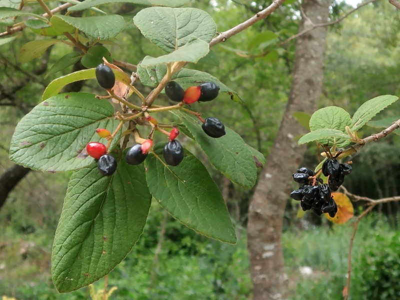Wayfaringtree photo 2