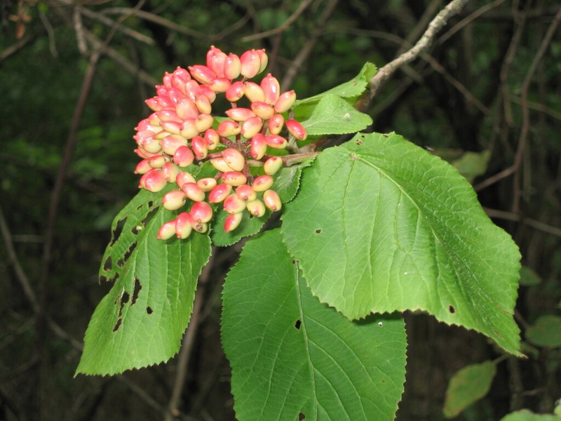 Wayfaringtree photo 3