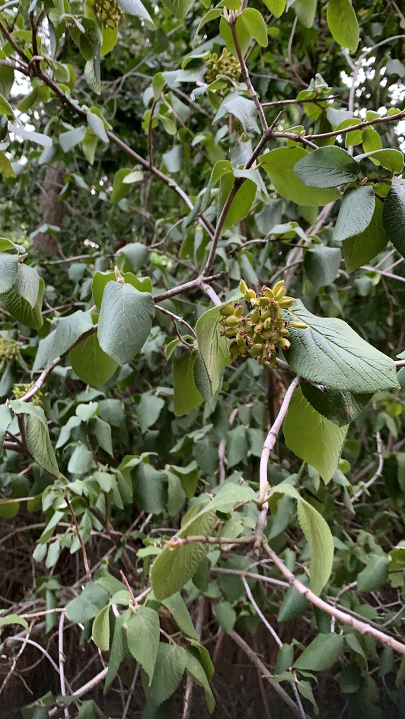 Wayfaringtree photo 7