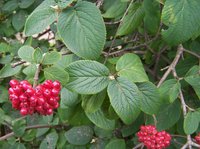 Wayfaringtree
