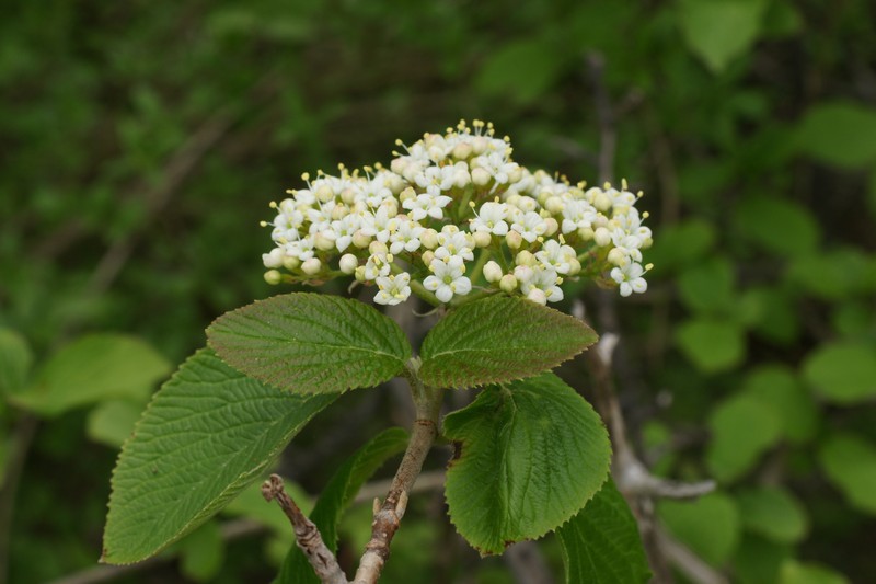 Wayfaringtree photo 3