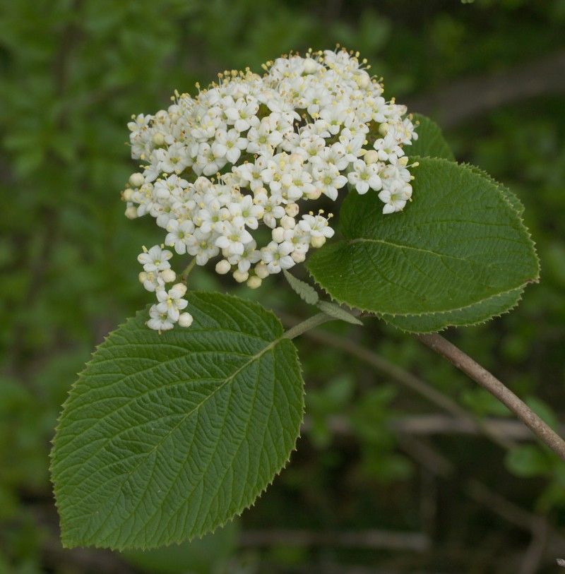 Wayfaringtree photo 4
