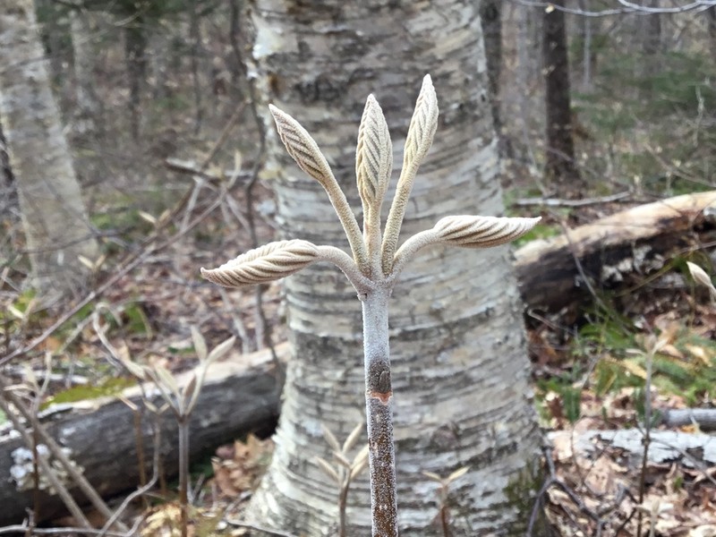 Hobblebush photo 6