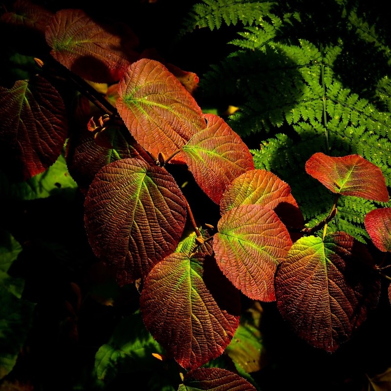 Hobblebush photo 7